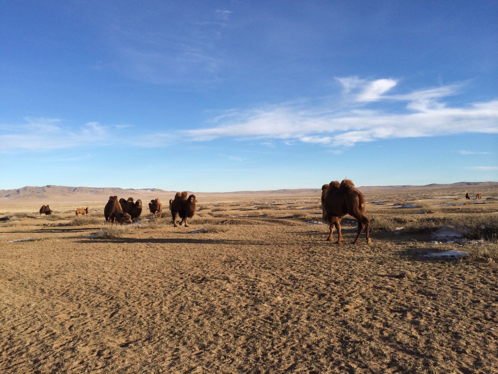 iPhone 5s back camera 4.12mm f/2.2 sample photo. Camel, sky, cloud photography
