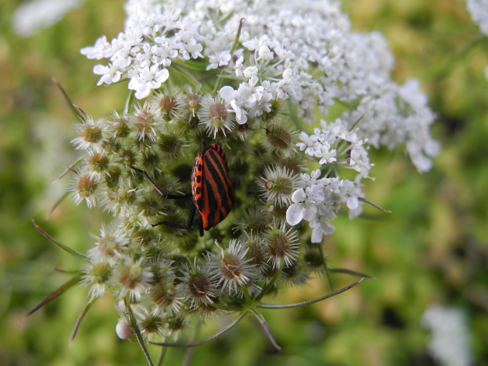 Nikon Coolpix P7000 sample photo. Insect, stripes, orange and photography