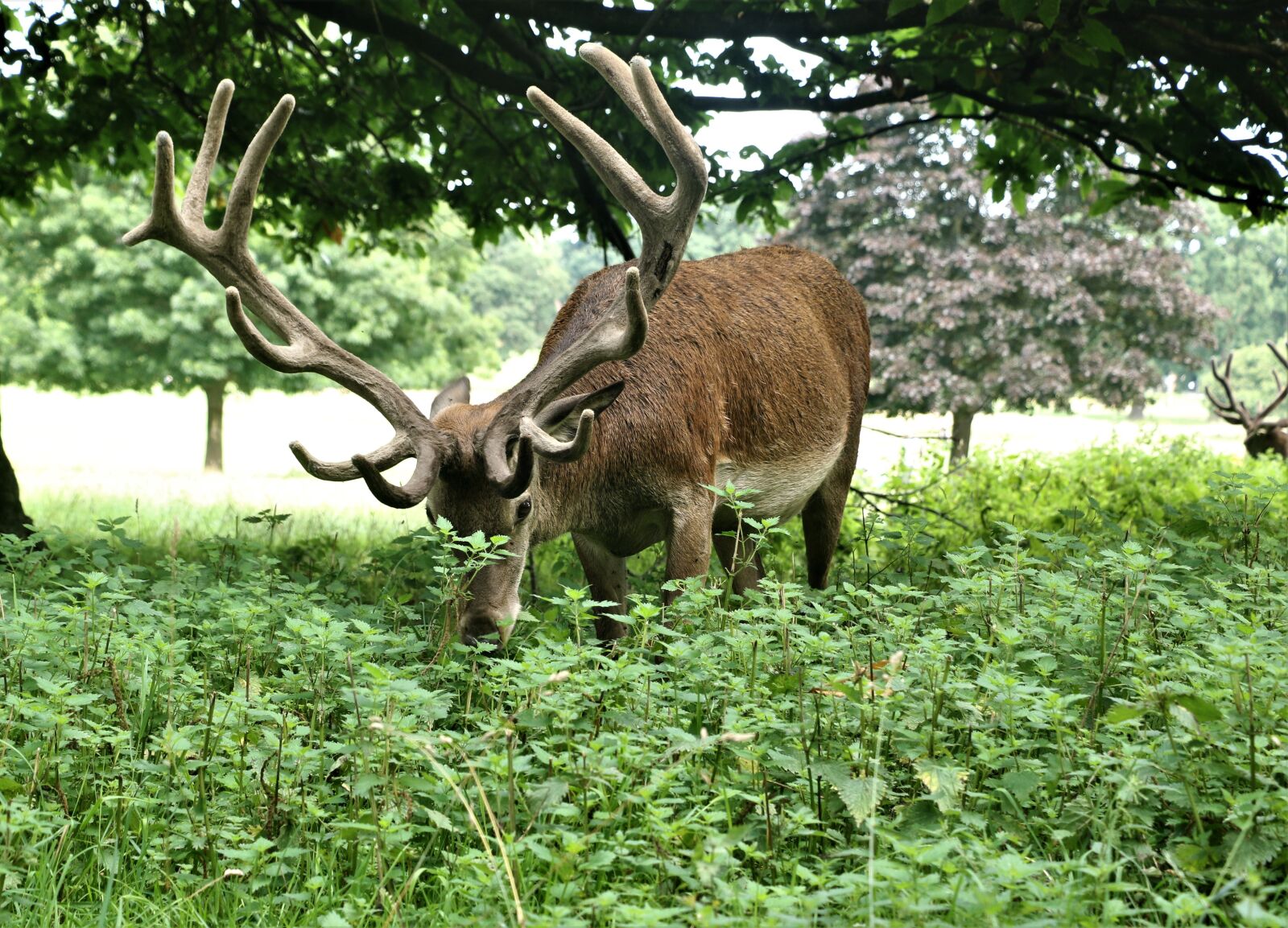 Canon EOS 7D Mark II + Canon EF-S 18-135mm F3.5-5.6 IS STM sample photo. Animal, deer, antlers photography