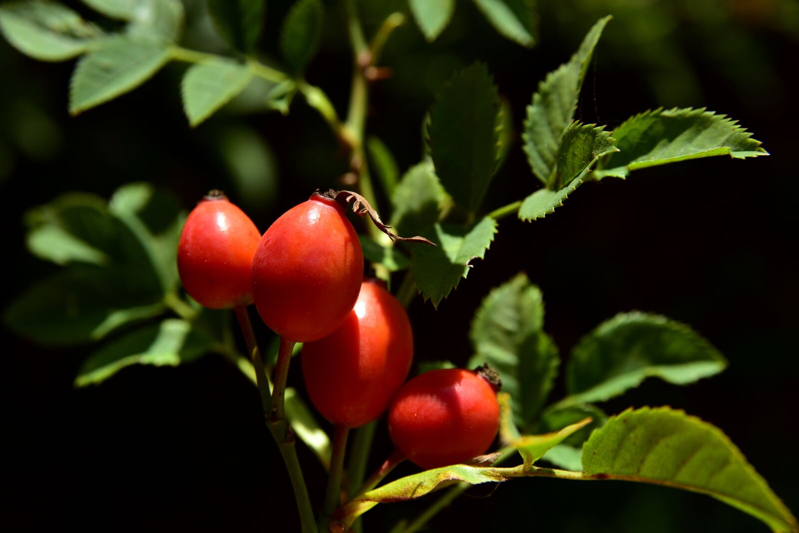 Nikon D750 sample photo. Rose hip, berry, plant photography