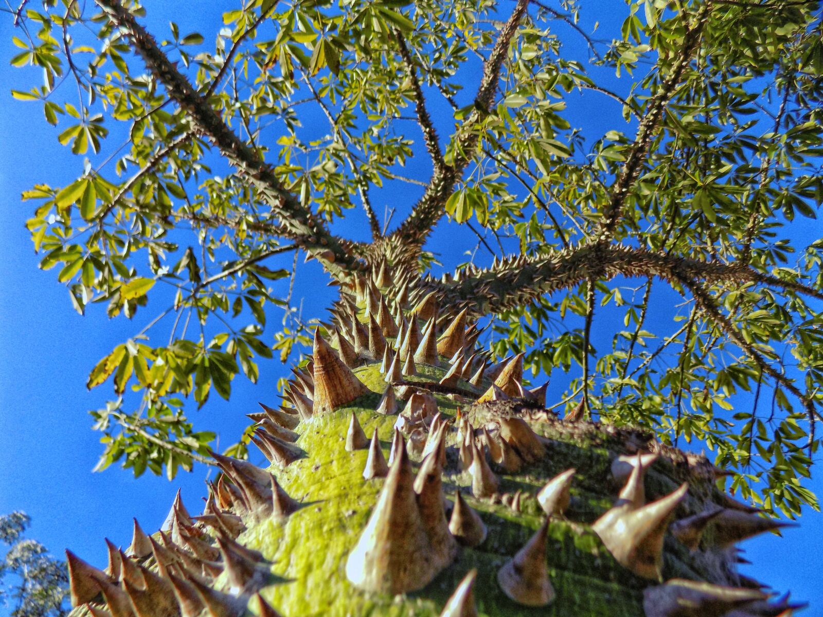 Nikon COOLPIX L330 sample photo. Tree, big tree, nature photography