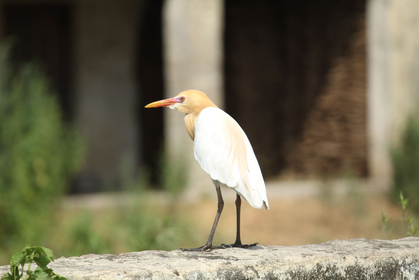 Canon EOS 1300D (EOS Rebel T6 / EOS Kiss X80) sample photo. Bird, wildlife, sitting photography