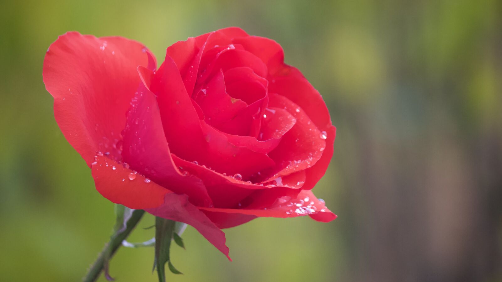 Canon EOS 600D (Rebel EOS T3i / EOS Kiss X5) sample photo. Rose, garden rose, red photography