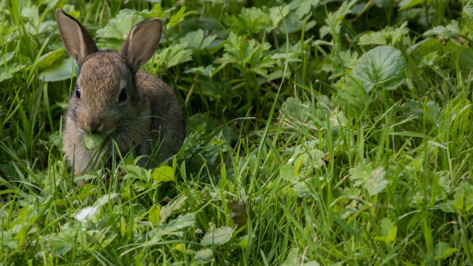 Canon EOS 750D (EOS Rebel T6i / EOS Kiss X8i) sample photo. Rabbit, meadow, park photography