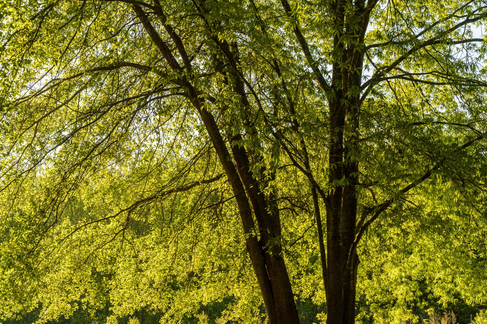 Sony E PZ 18-105mm F4 G OSS sample photo. Walnut tree, spring walnut photography