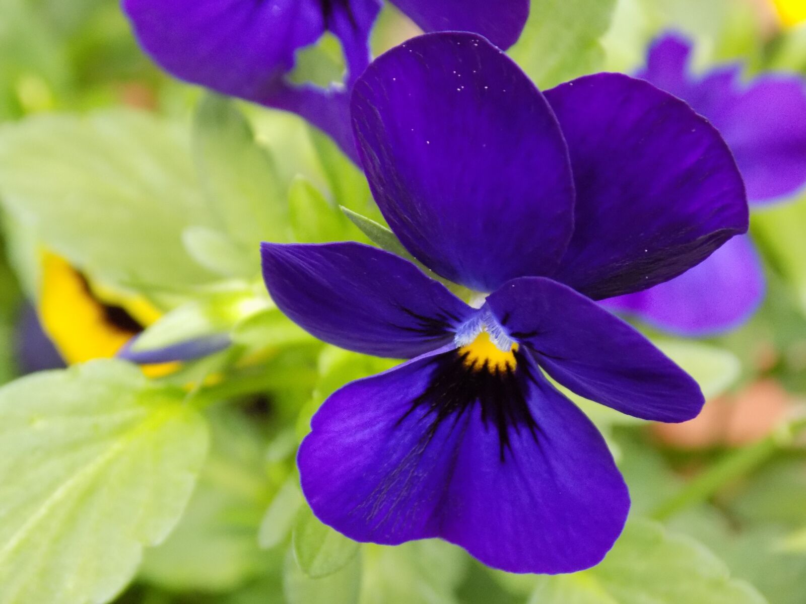 Nikon COOLPIX L340 sample photo. 400–500, violaceae, violet photography
