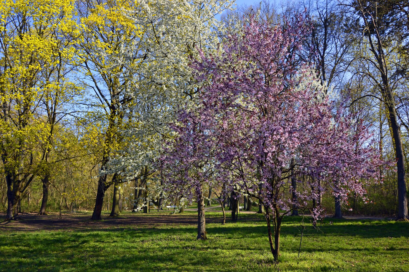 Nikon D3200 sample photo. Park, deciduous trees, trees photography