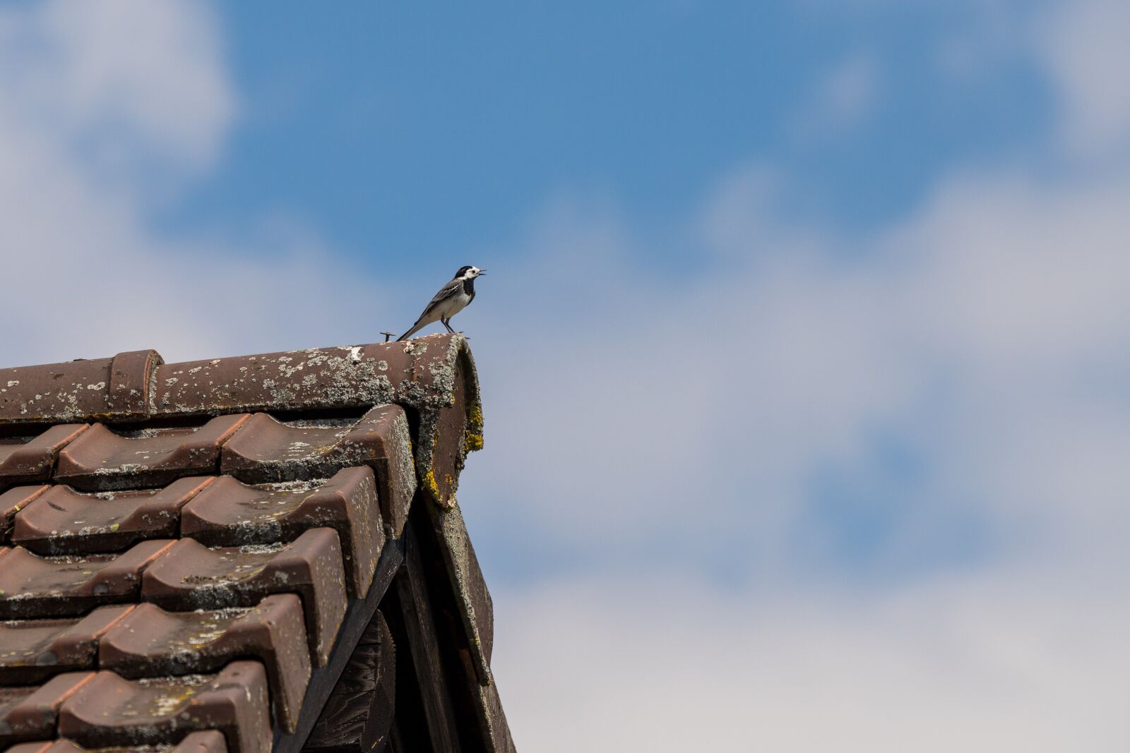 Canon EOS 6D Mark II sample photo. Roof, bird, white wagtail photography