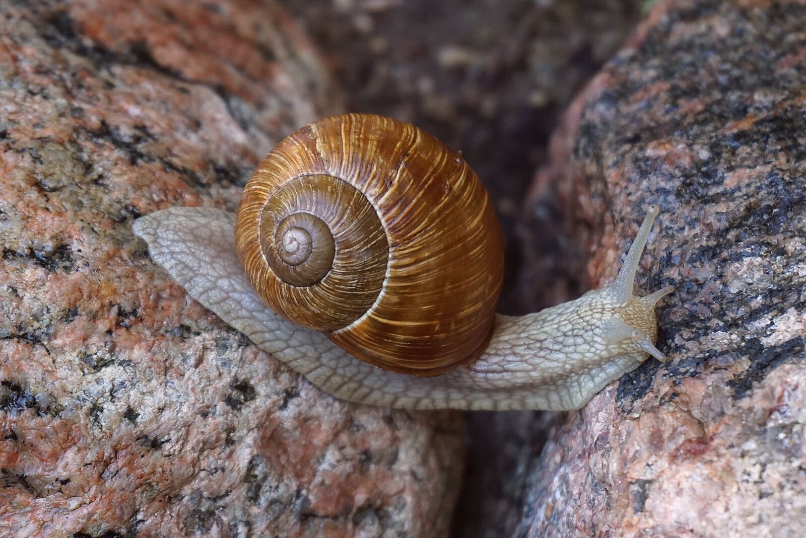 Sony a6000 sample photo. Snail, winniczek, cover photography