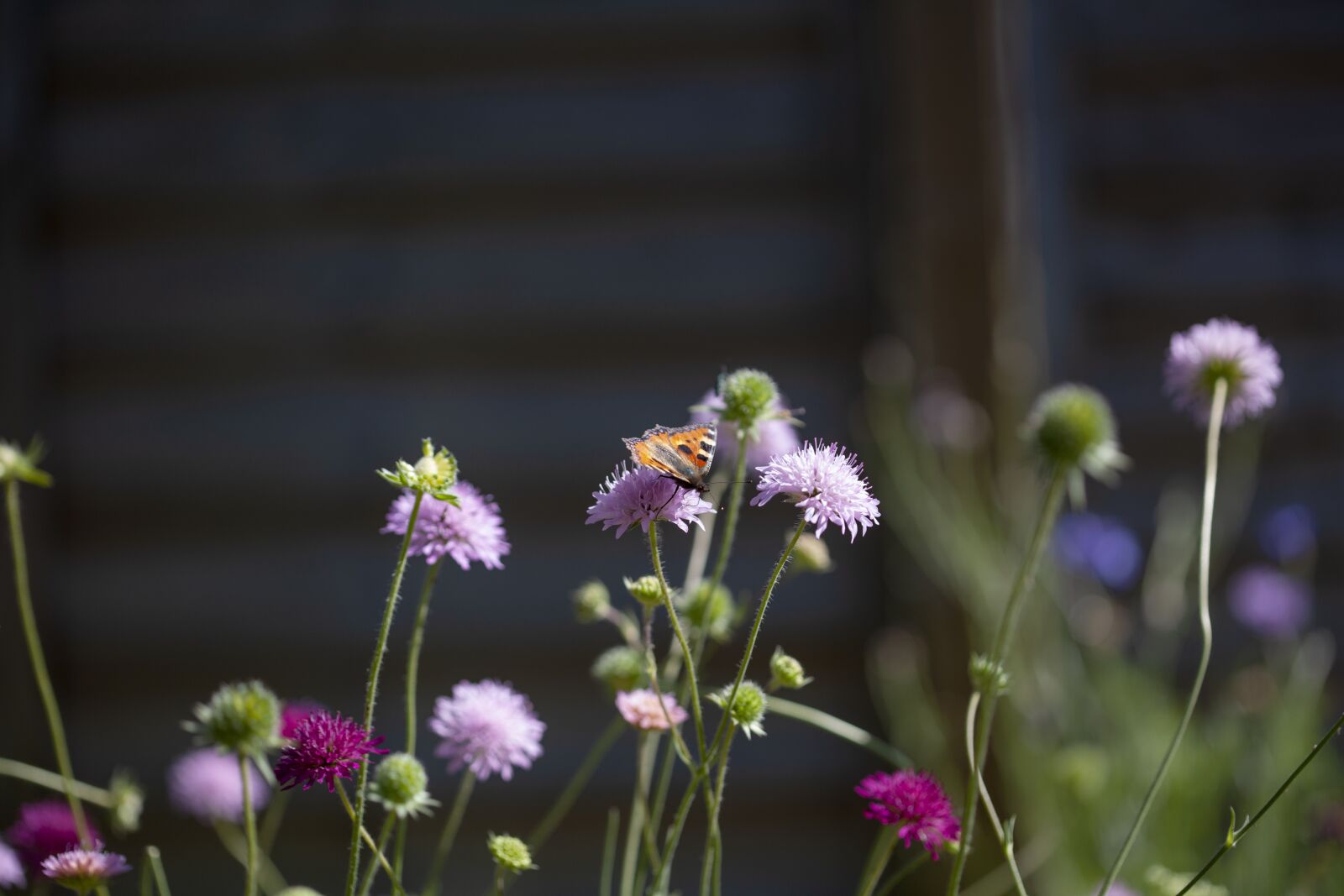 Canon EOS 5D Mark II sample photo. Orange, garden, nature photography