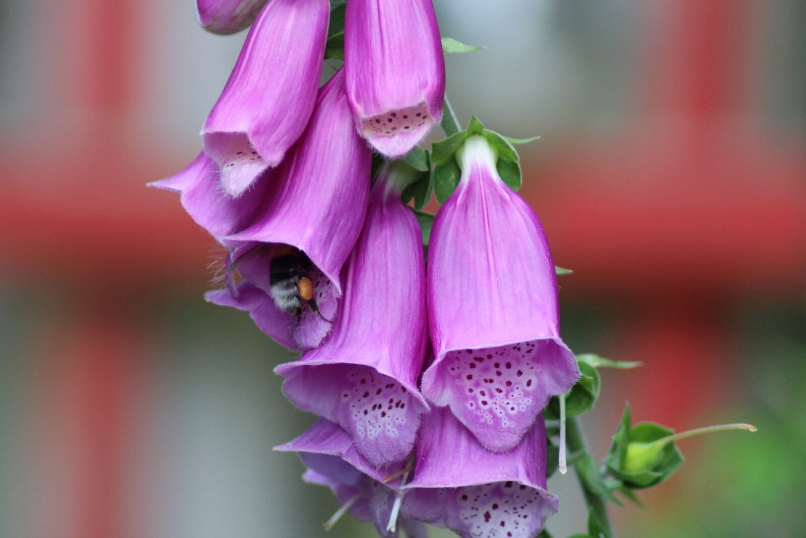 Canon EOS 1300D (EOS Rebel T6 / EOS Kiss X80) sample photo. Thimble, nature, hummel photography