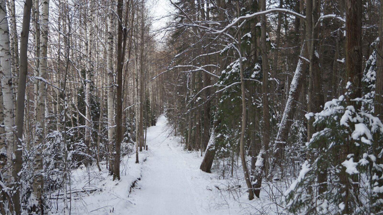 Sony SLT-A57 sample photo. Road, forest, winter photography