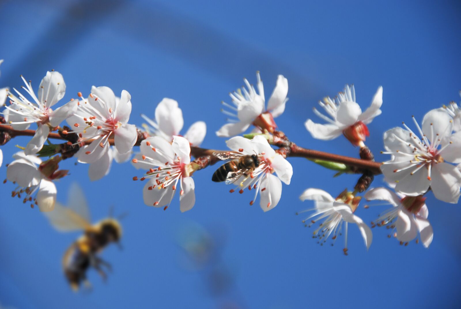 Nikon D80 sample photo. Spring, apricot, bees photography