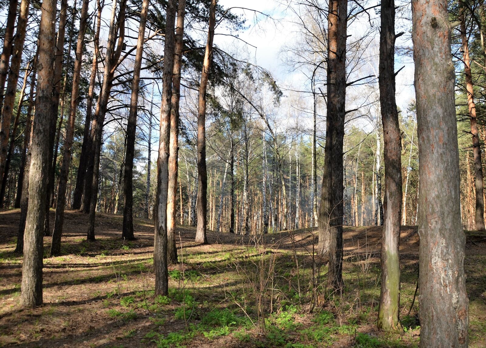 Nikon D7000 sample photo. Pine, landscape, tree trunks photography
