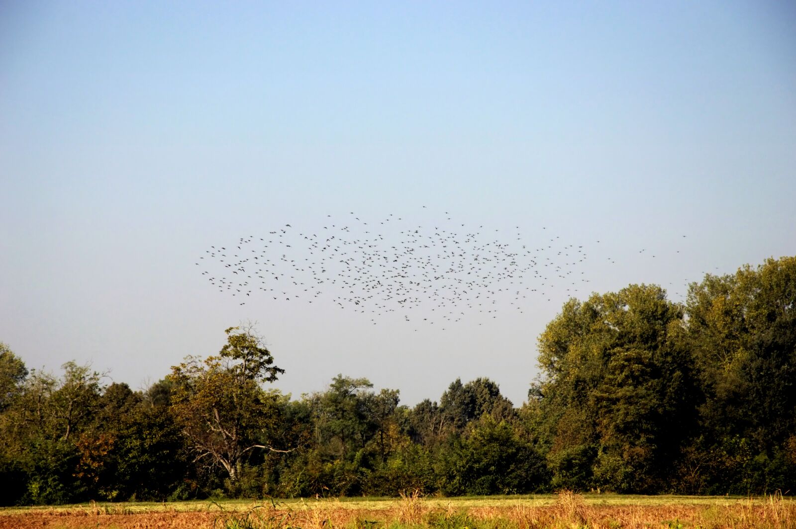 Nikon D3200 sample photo. Swallows, migration, flock photography