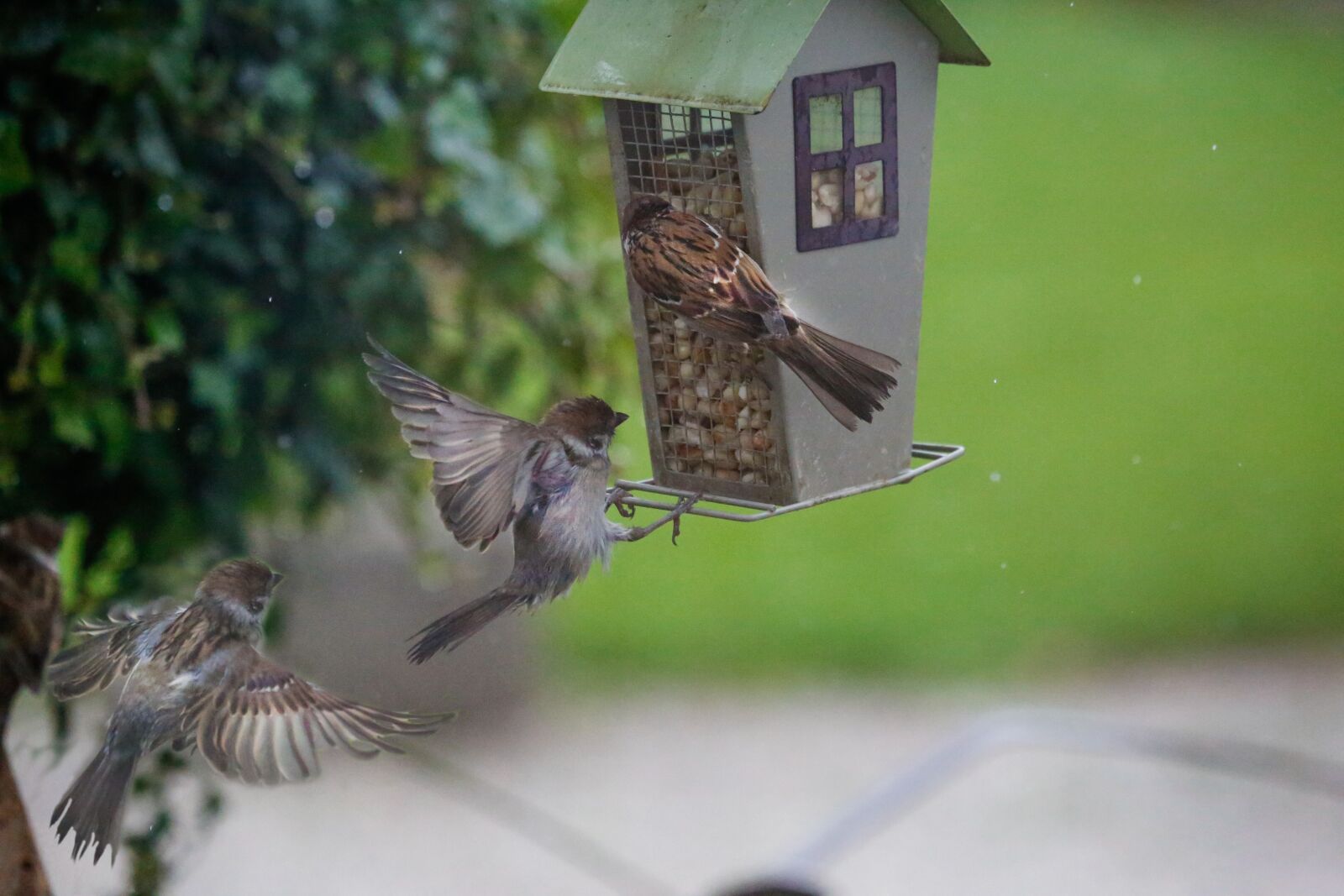 Canon EF 100-400mm F4.5-5.6L IS USM sample photo. Sparrow, sperling, bird photography