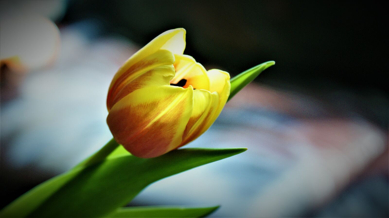 Sony Alpha DSLR-A350 sample photo. Tulip, tulips, spring photography