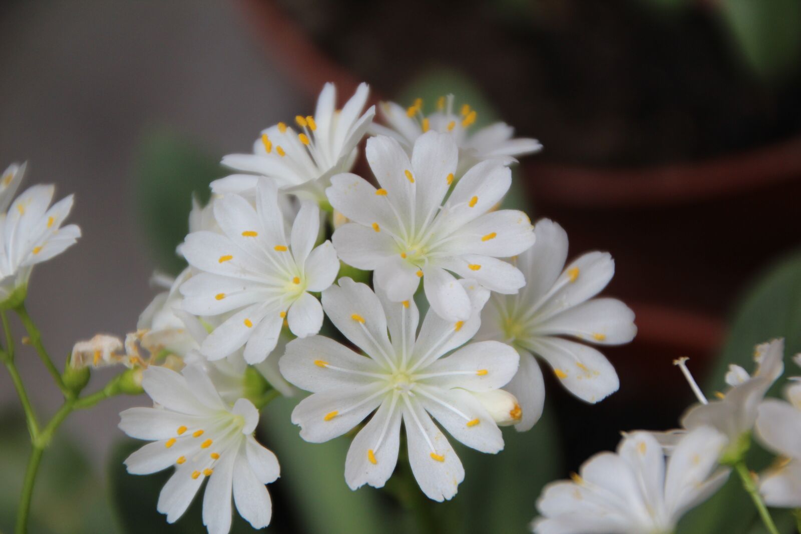 Canon EOS 600D (Rebel EOS T3i / EOS Kiss X5) sample photo. Cotyledon, cotyledon white, white photography