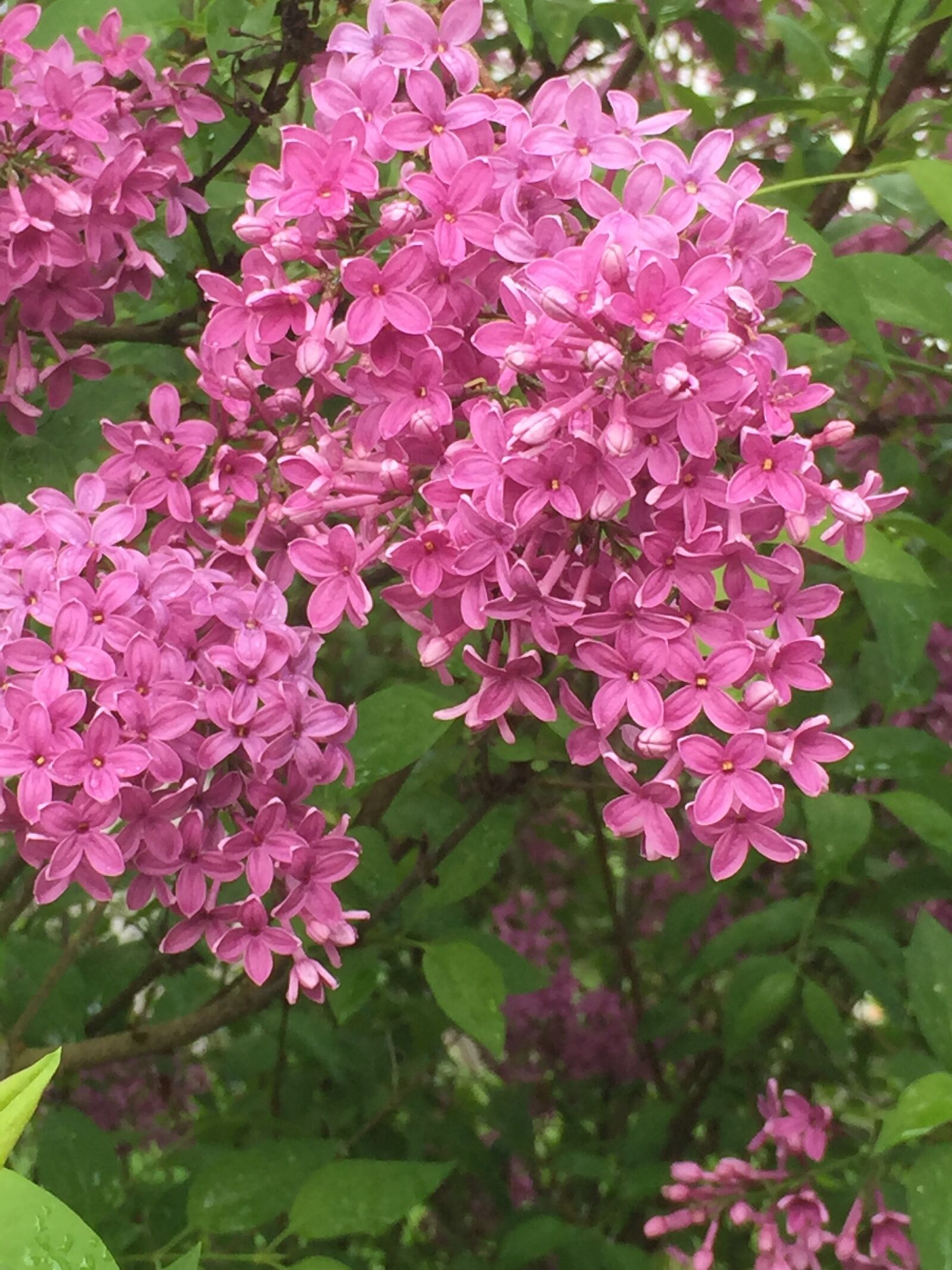 iPhone 6 Plus back camera 4.15mm f/2.2 sample photo. Lilac, bush, garden photography