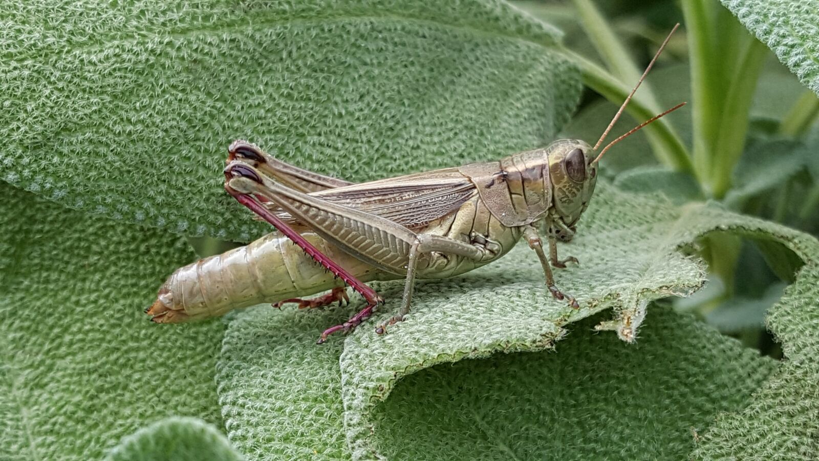 Samsung Galaxy Note5 sample photo. Grasshopper, insect, garden photography