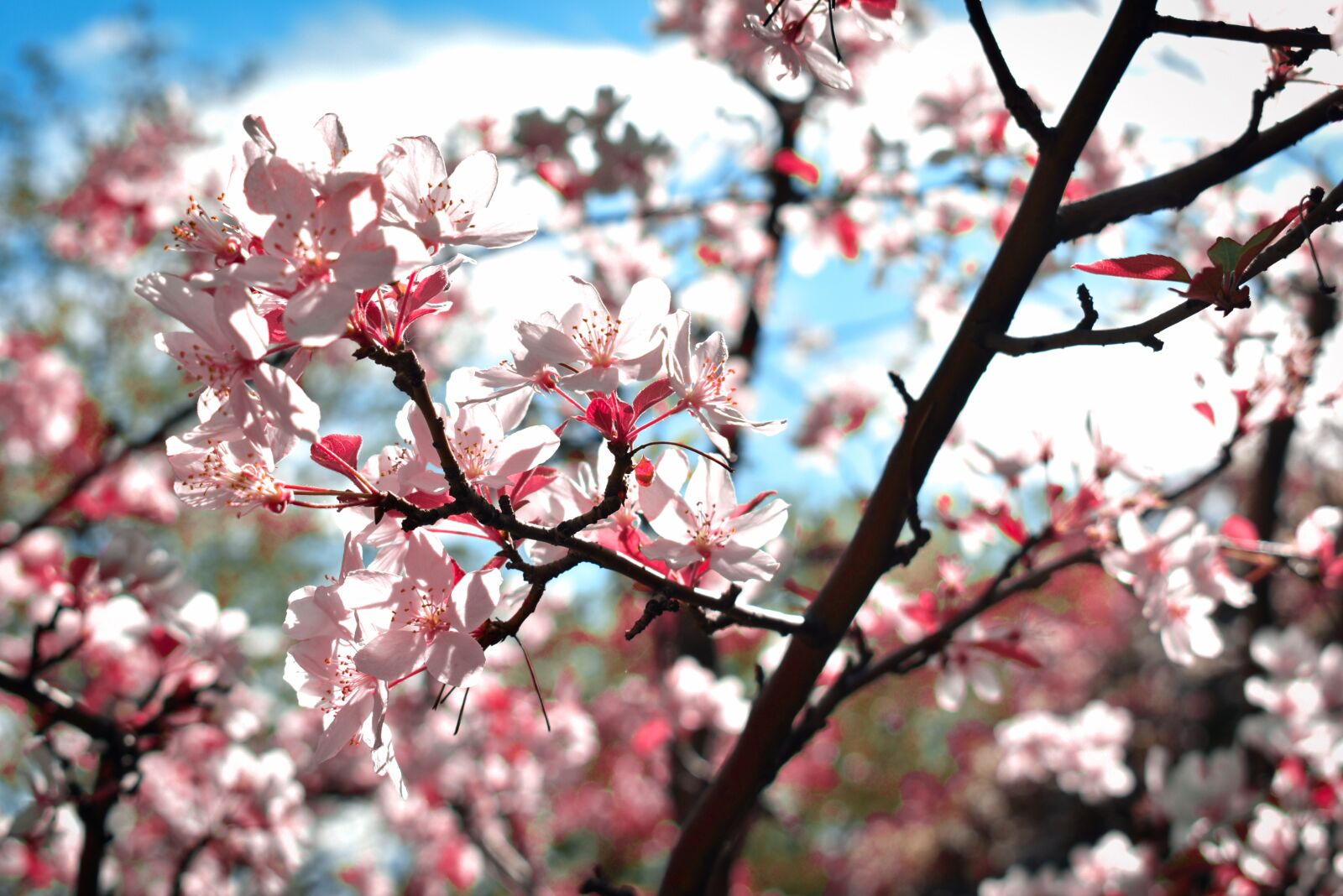 Nikon D3400 sample photo. Apple tree, bloom, blossom photography
