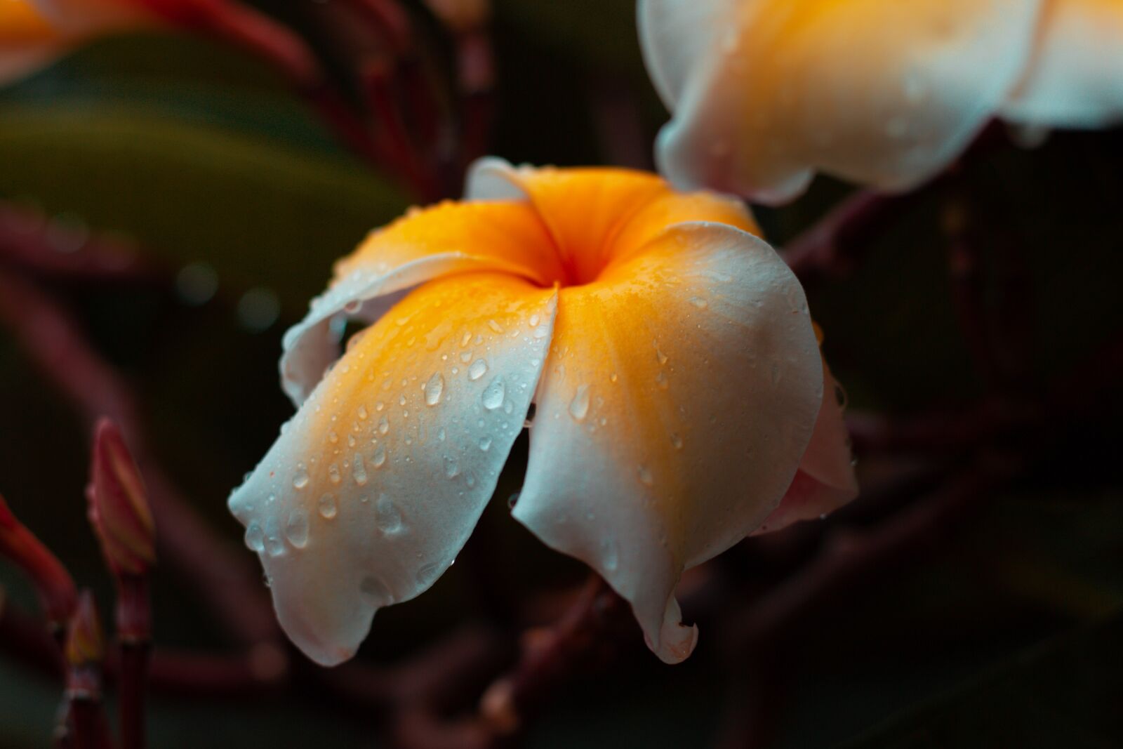 Canon EOS 700D (EOS Rebel T5i / EOS Kiss X7i) + Canon EF 50mm F1.8 STM sample photo. Plumeria, flower, thailand photography