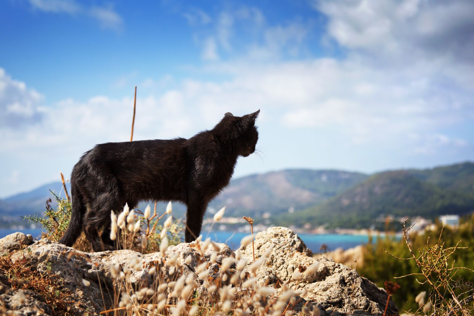 Canon EOS 6D + Canon EF 28-135mm F3.5-5.6 IS USM sample photo. Cat, black, rock photography