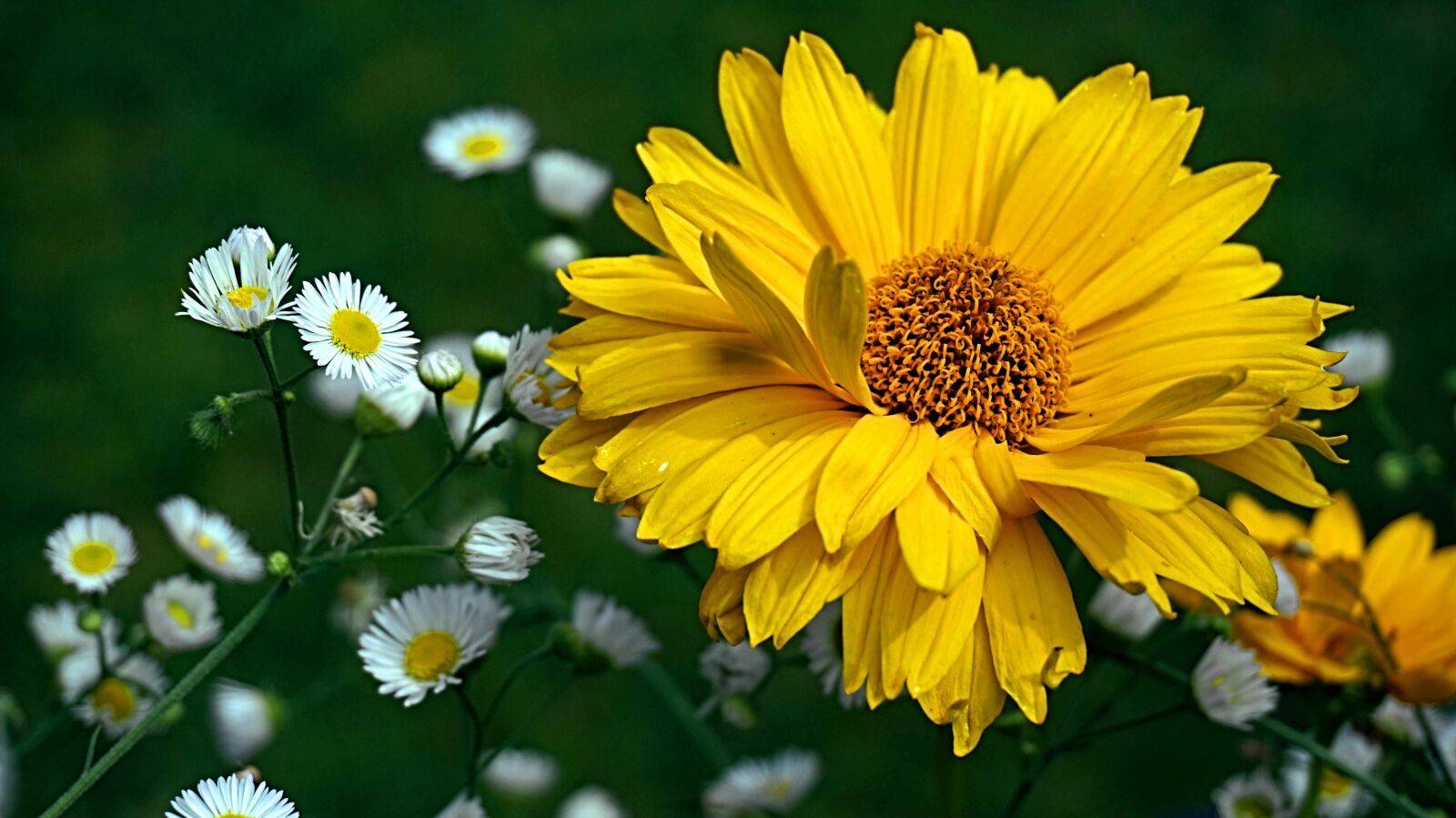 Sony Alpha a5000 (ILCE 5000) sample photo. Coneflower, flower, yellow photography