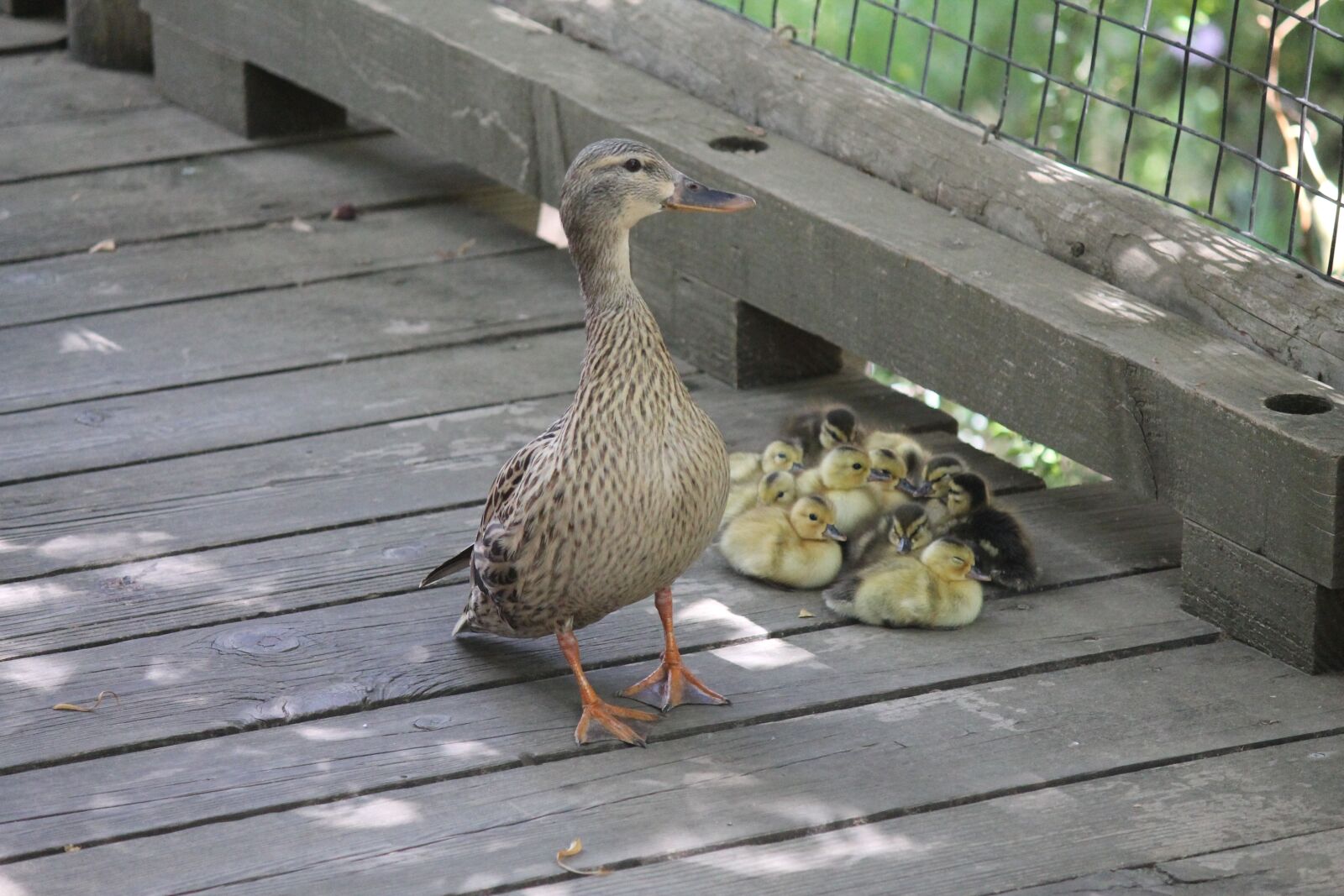 Canon EOS 1100D (EOS Rebel T3 / EOS Kiss X50) sample photo. Ducks, ducklings, nature photography