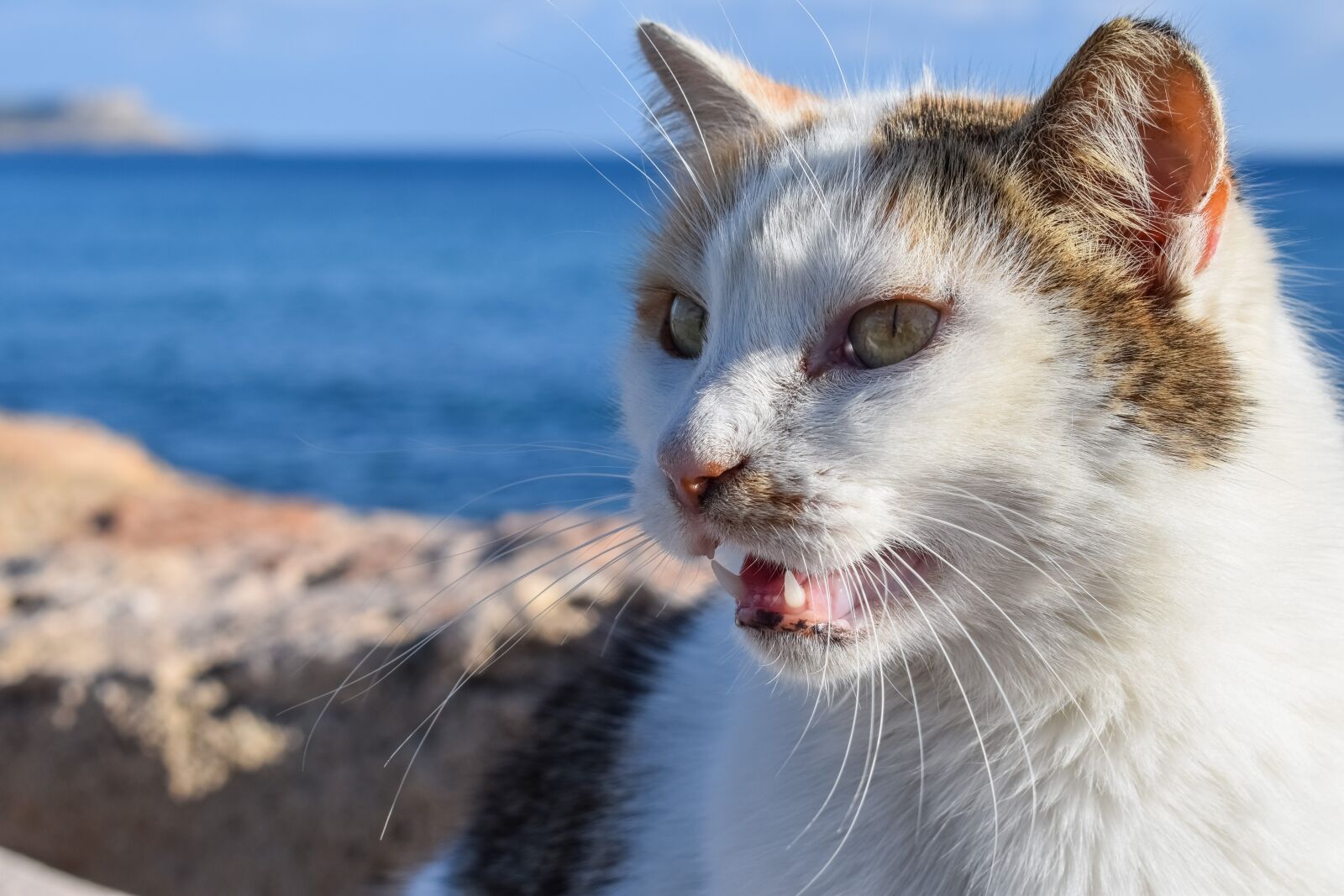 Nikon D3300 sample photo. Meow, cat, stray photography