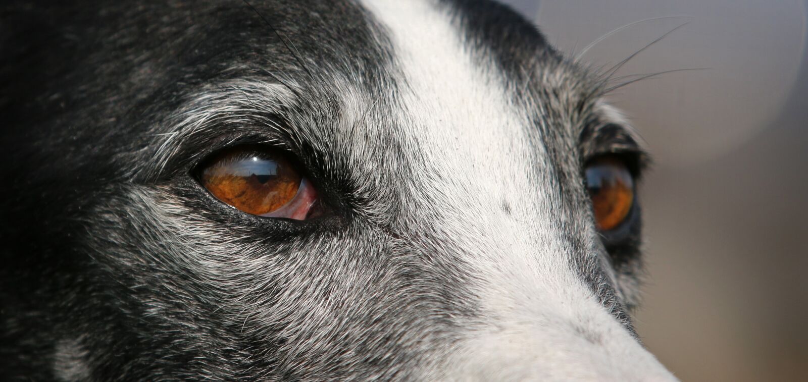Canon EOS 70D sample photo. Greyhound, galgo, portrait photography