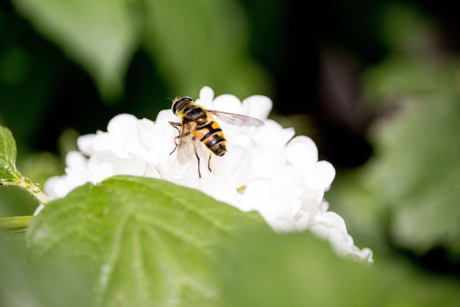 Canon EF-S 55-250mm F4-5.6 IS STM sample photo. Insect, blossom, bloom photography