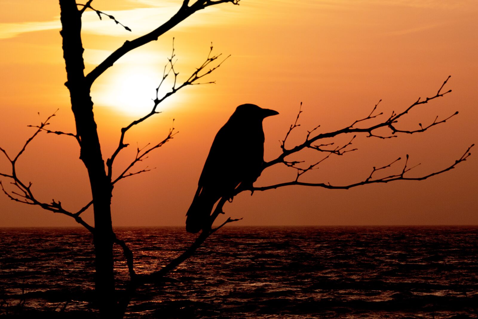 LUMIX G VARIO 100-300/F4.0-5.6II sample photo. Sunrise, hooded crow, bird photography