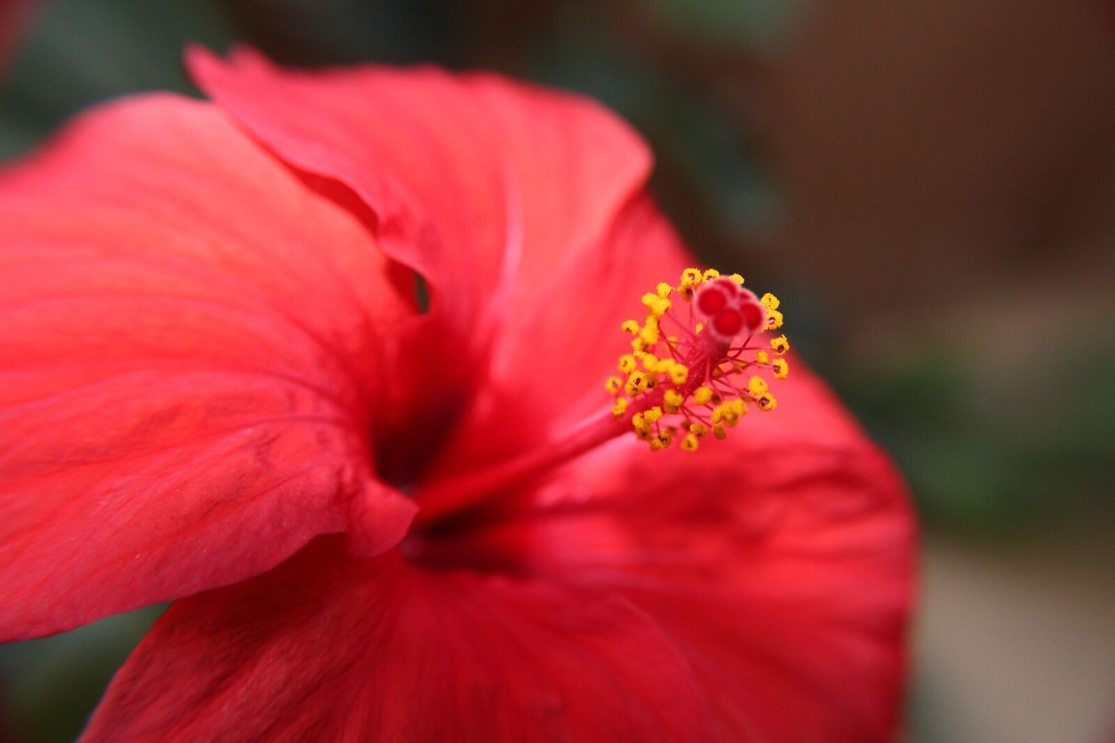 Canon EOS 1300D (EOS Rebel T6 / EOS Kiss X80) sample photo. Flower, hibiscus, petals photography