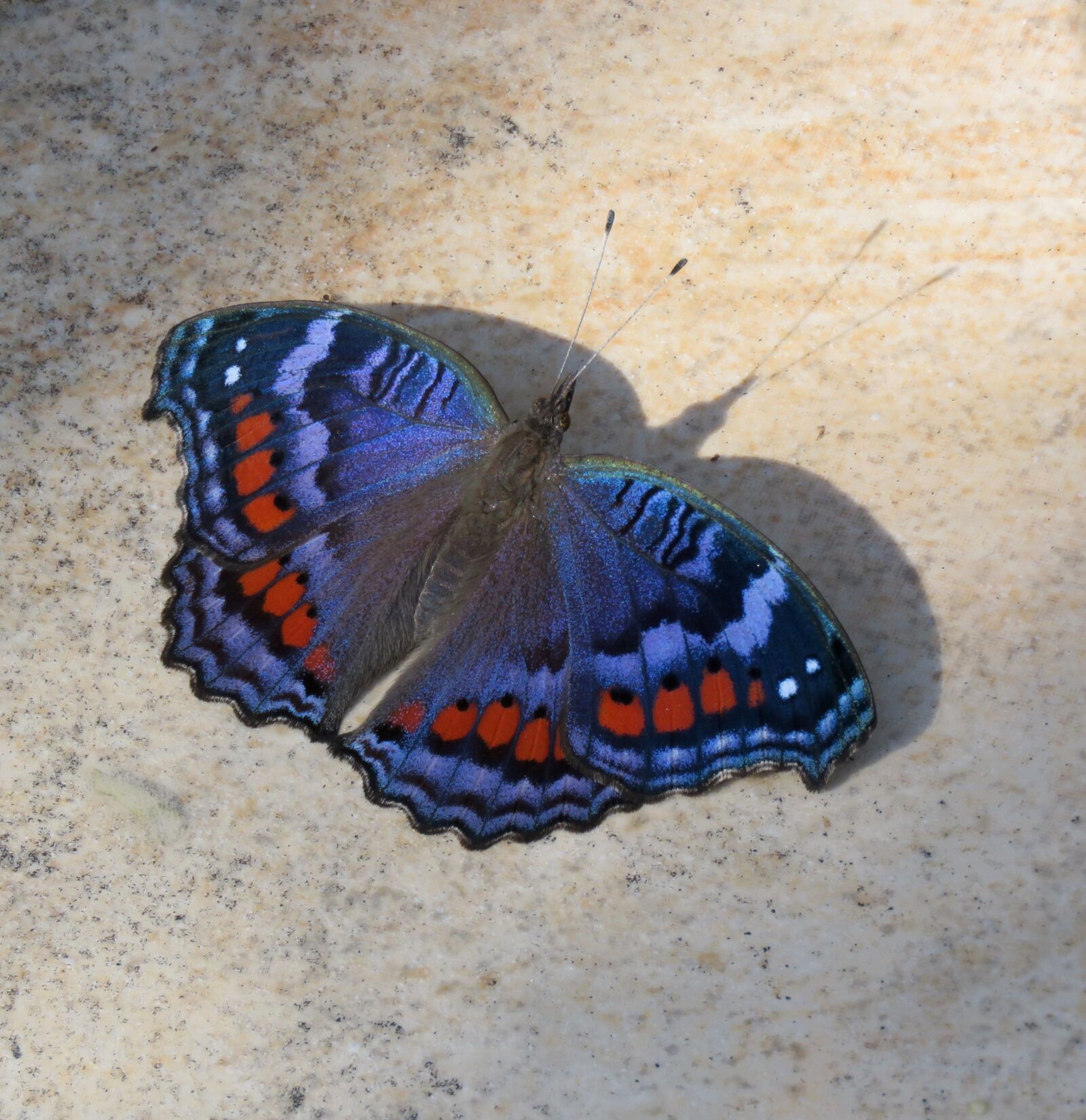 Canon PowerShot SX60 HS sample photo. Butterfly, insect, wings photography