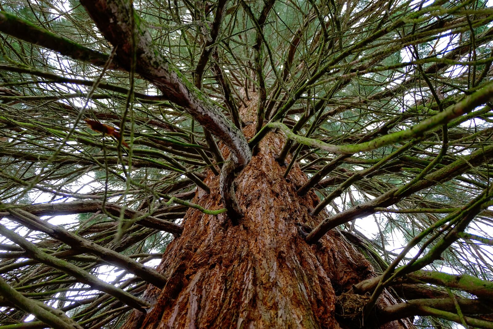 Fujifilm X-T10 sample photo. Sequoia, tree, large photography