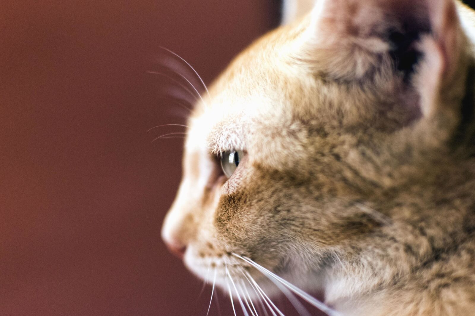 Nikon D5500 sample photo. Cat, pets, pet, fur photography
