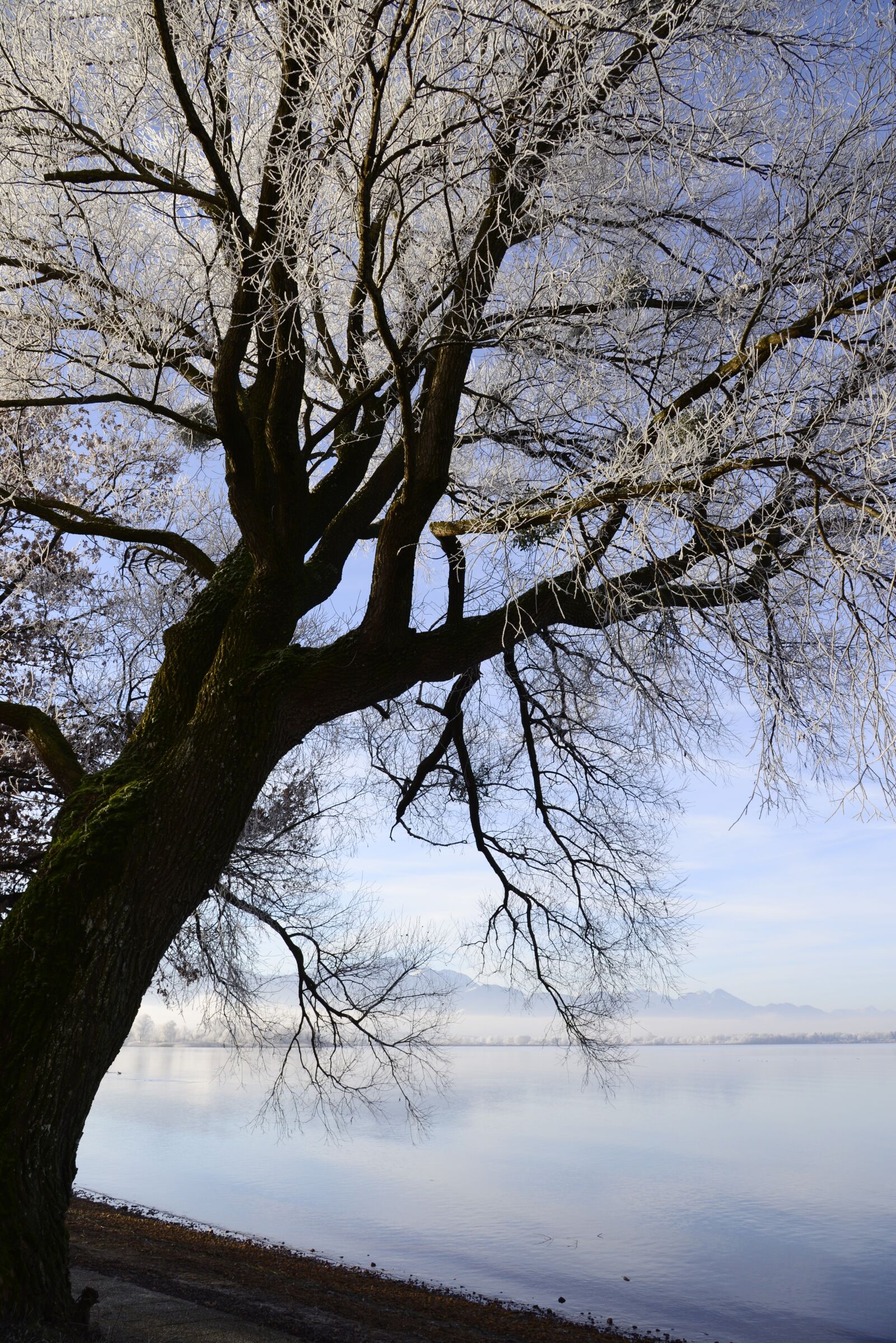 Nikon D610 sample photo. Hoarfrost, cold, frost photography