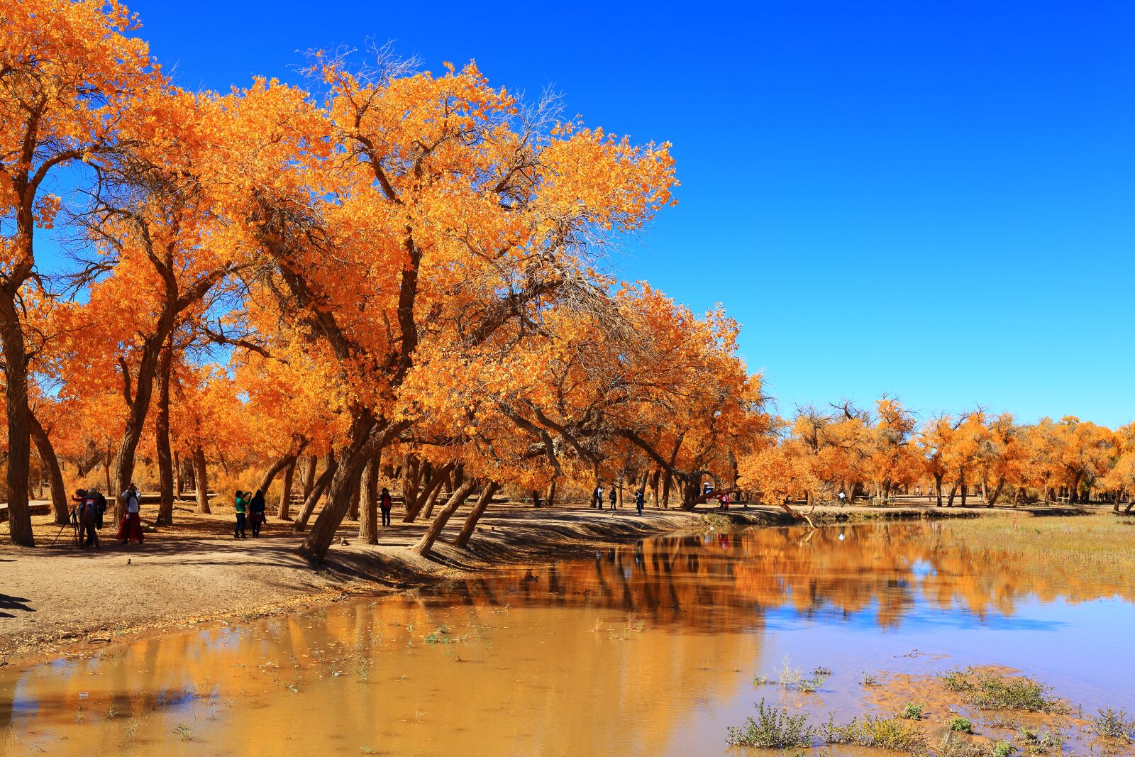 Canon EOS 5D Mark III + Canon EF 35mm F2 IS USM sample photo. Autumn, tree, nature photography