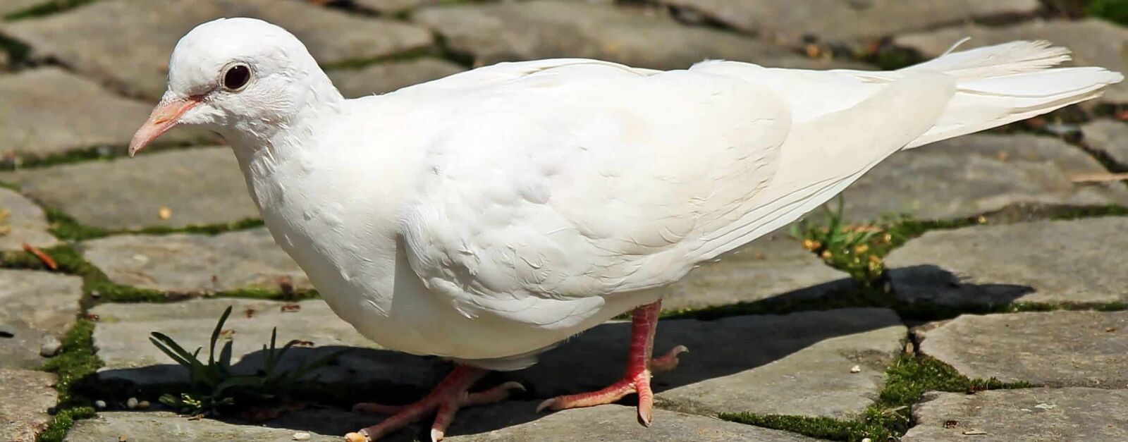 Canon EOS 550D (EOS Rebel T2i / EOS Kiss X4) sample photo. Feather, wildlife, white pigeon photography