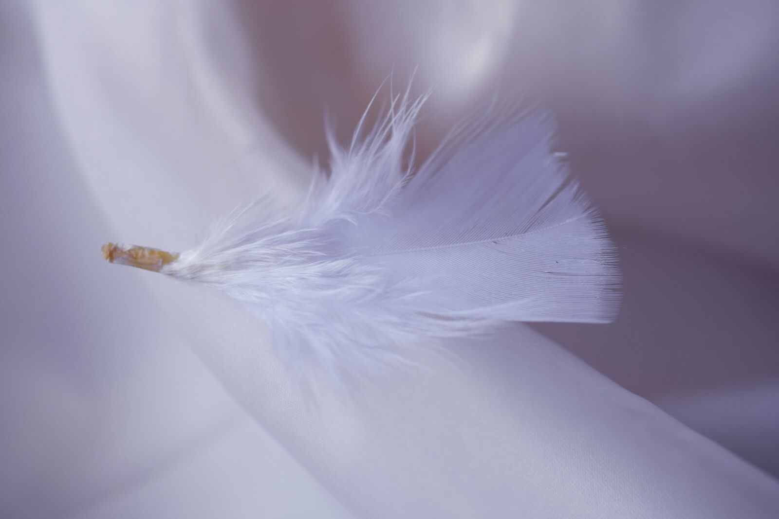 Nikon D5300 sample photo. Pen, white, white background photography