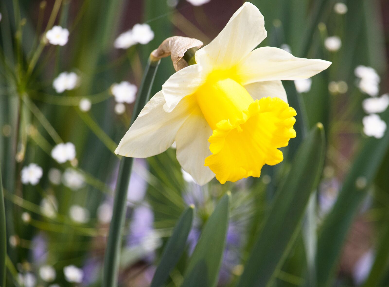 Canon EF-S 55-250mm F4-5.6 IS STM sample photo. Daffodil, narcissus, flower photography