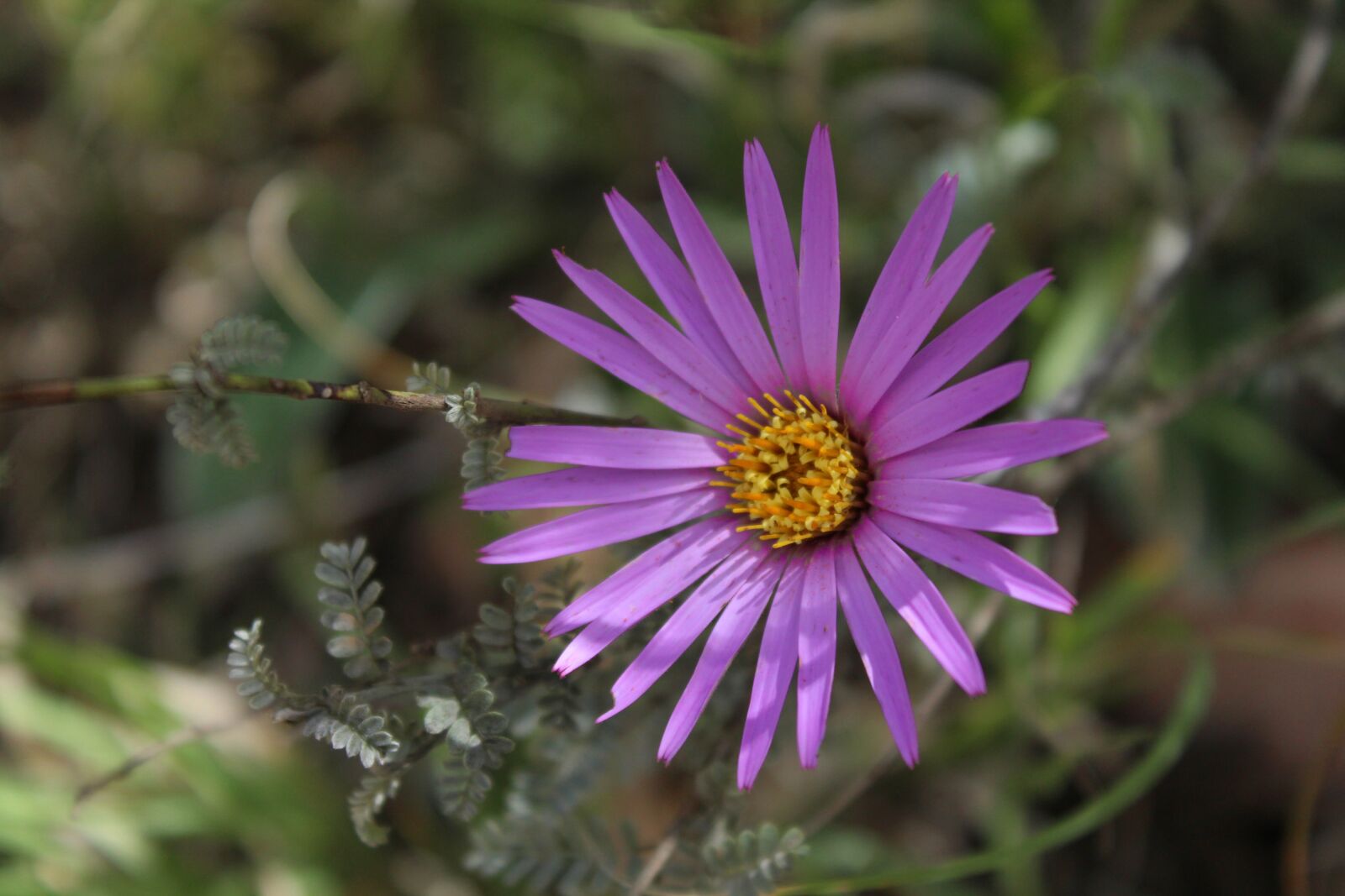 Canon EOS 1200D (EOS Rebel T5 / EOS Kiss X70 / EOS Hi) sample photo. Flower, nature, natural photography