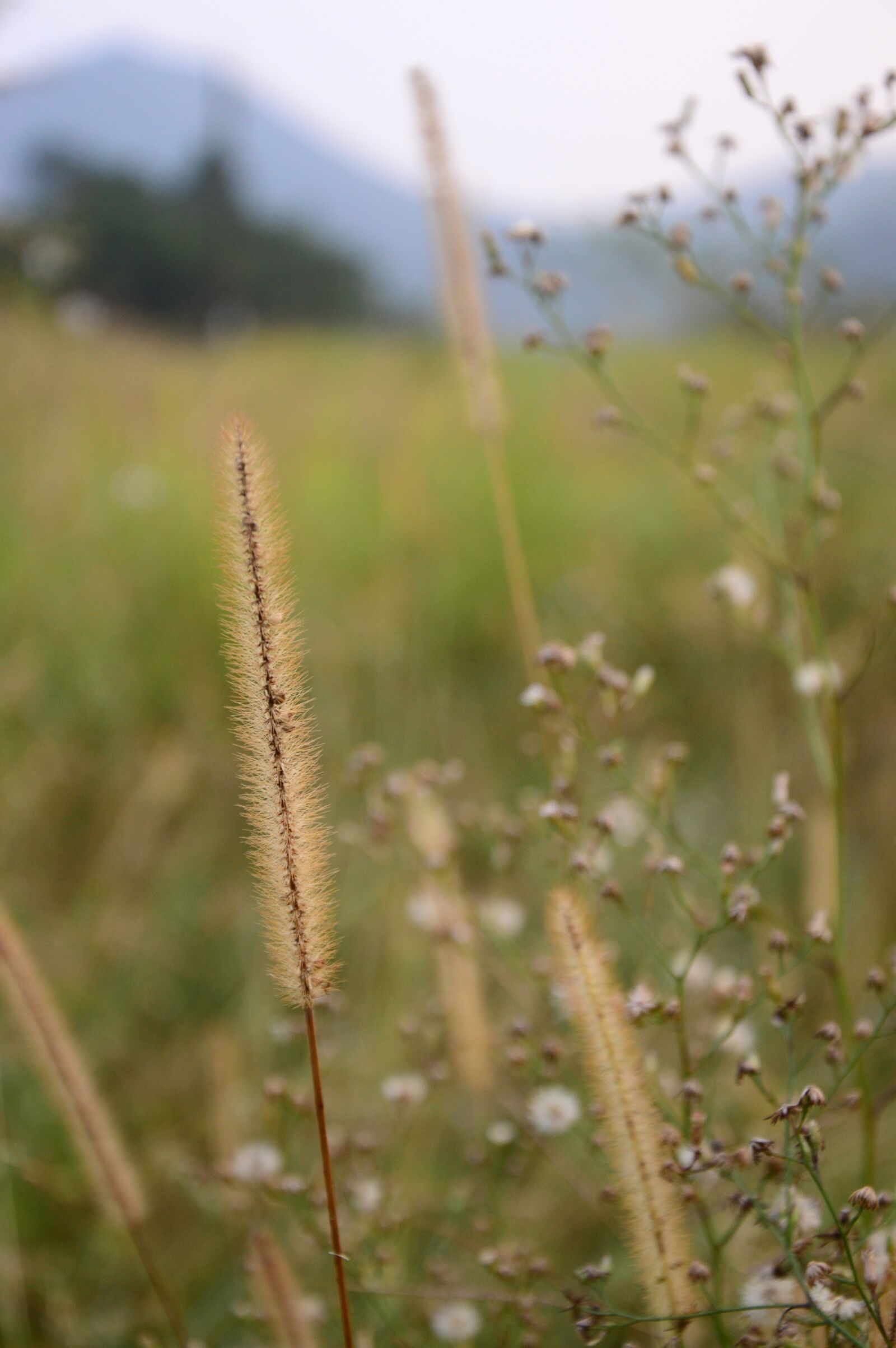Nikon D3200 sample photo. Natural, grass, green photography