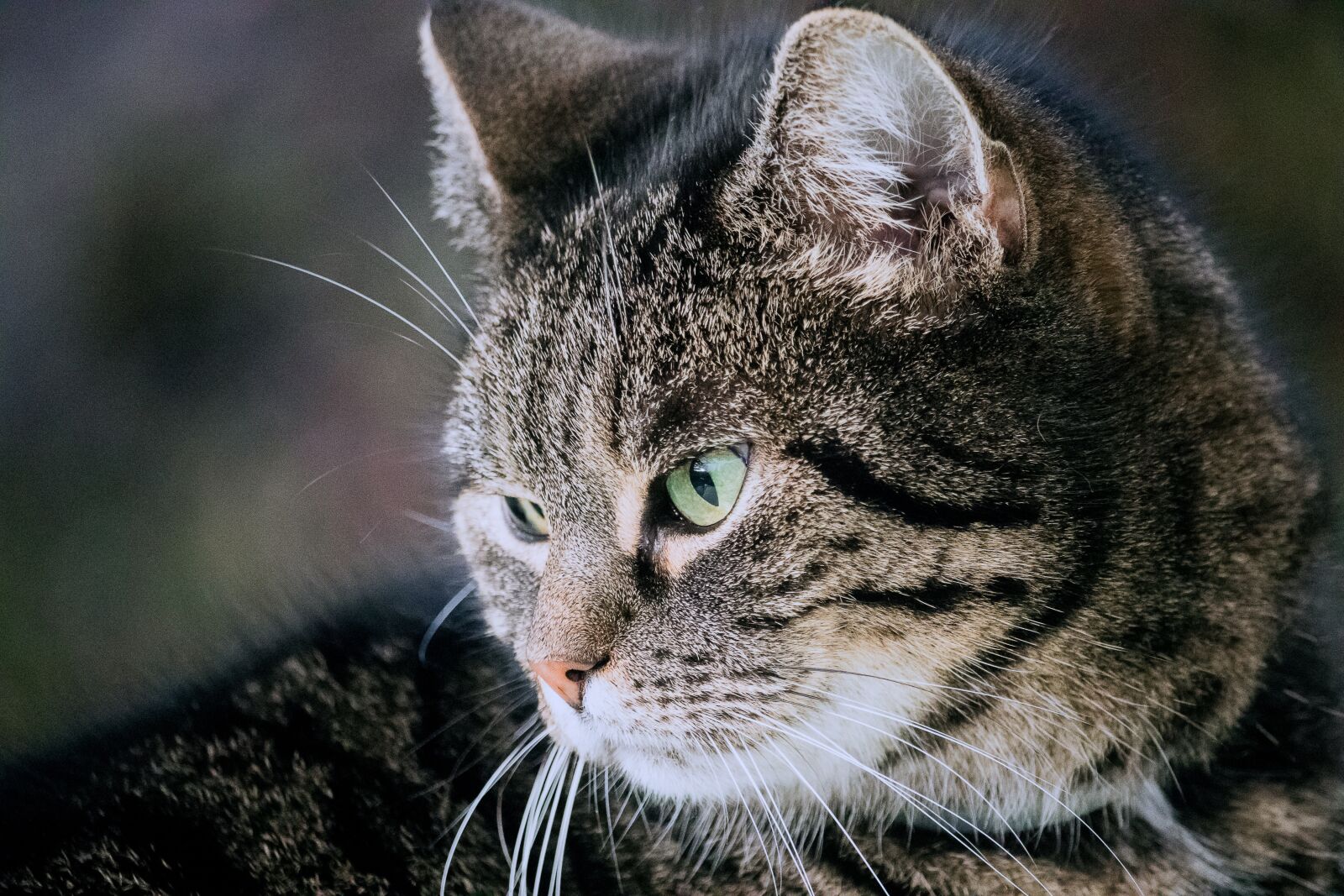 Canon EF-S 55-250mm F4-5.6 IS STM sample photo. Cat, domestic cat, mammal photography