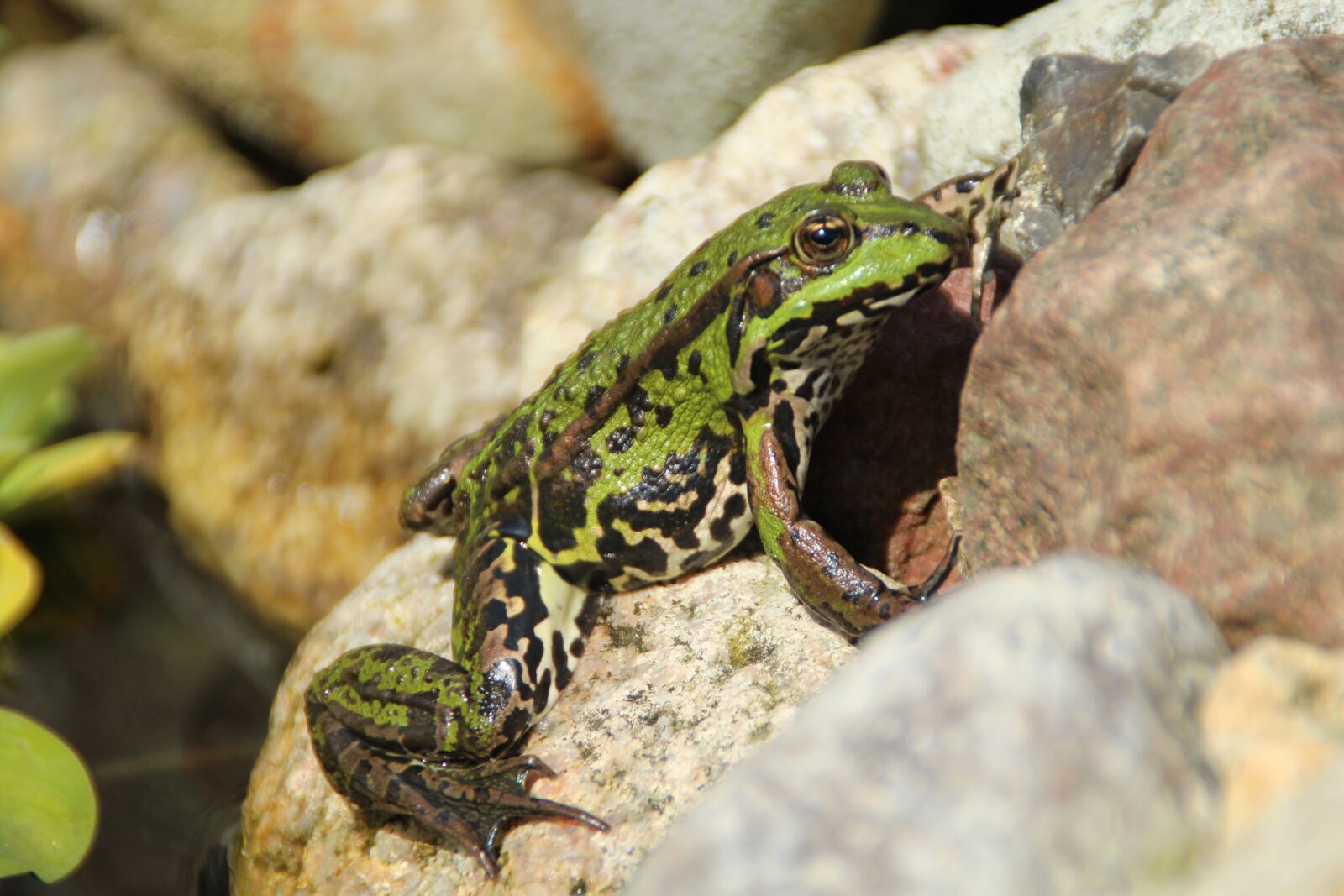 Canon EOS 1200D (EOS Rebel T5 / EOS Kiss X70 / EOS Hi) sample photo. Frog, animal, green photography