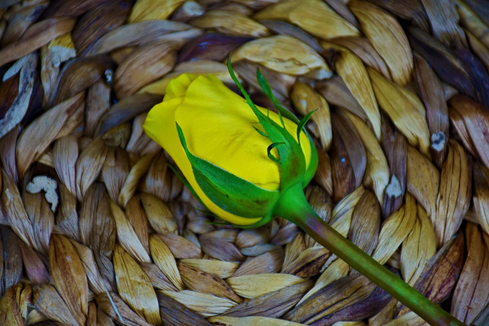 Nikon D5500 sample photo. Rose, yellow, bloom photography