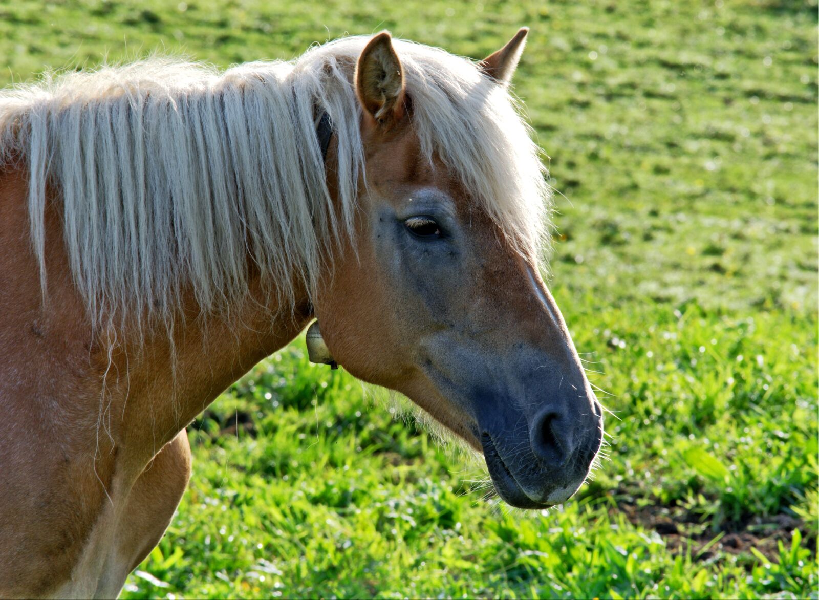 55.0-200.0mm f/4.0-f/5.6 sample photo. Horse, head, horse head photography