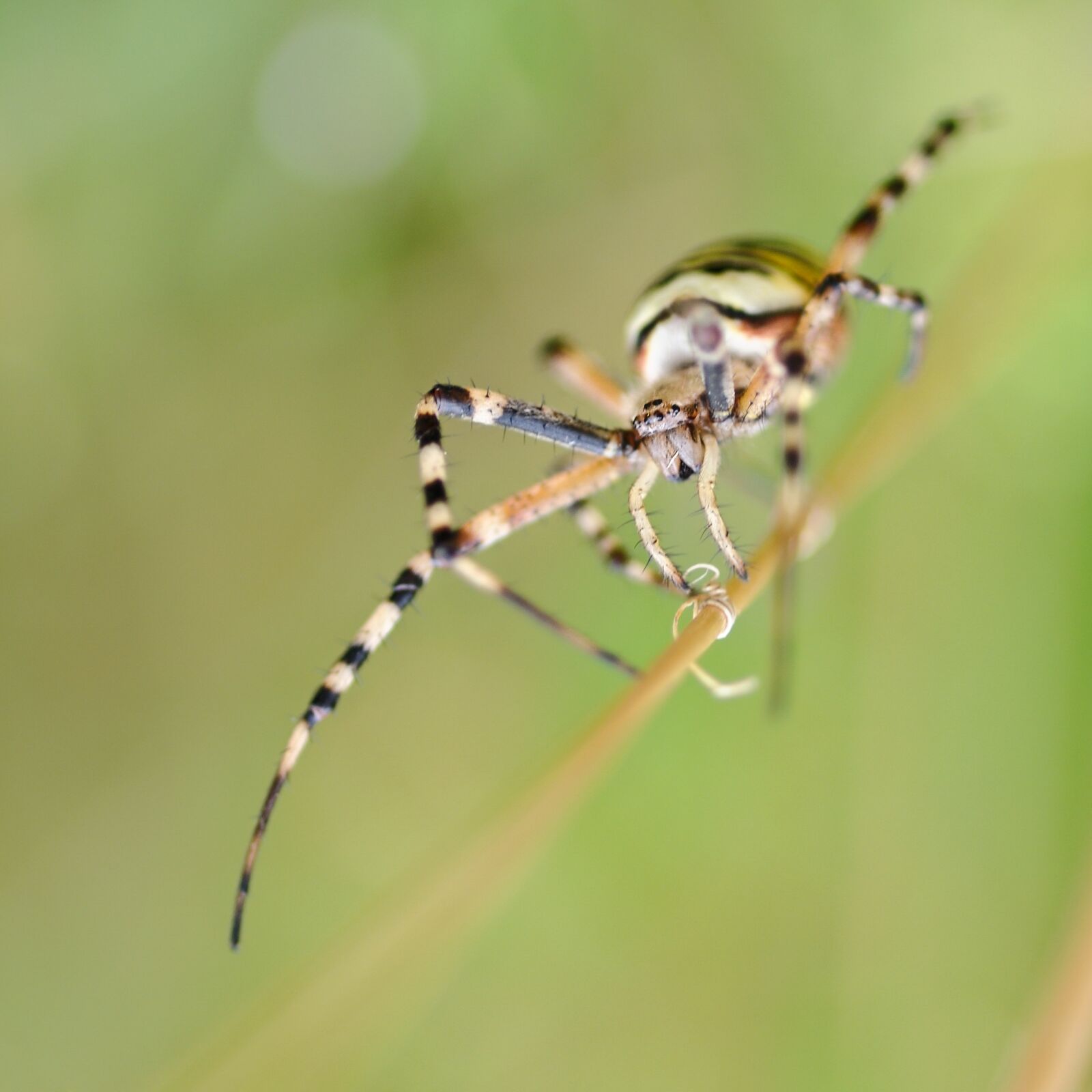 Nikon D300 sample photo. Spider, argiope hornet, arachnid photography