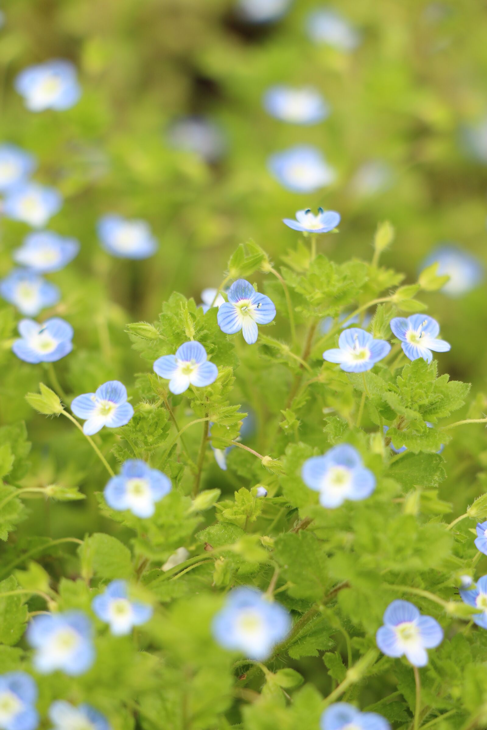 Canon EOS 650D (EOS Rebel T4i / EOS Kiss X6i) + Canon EF-S 18-135mm F3.5-5.6 IS STM sample photo. Blue flower, greenery, flowers photography